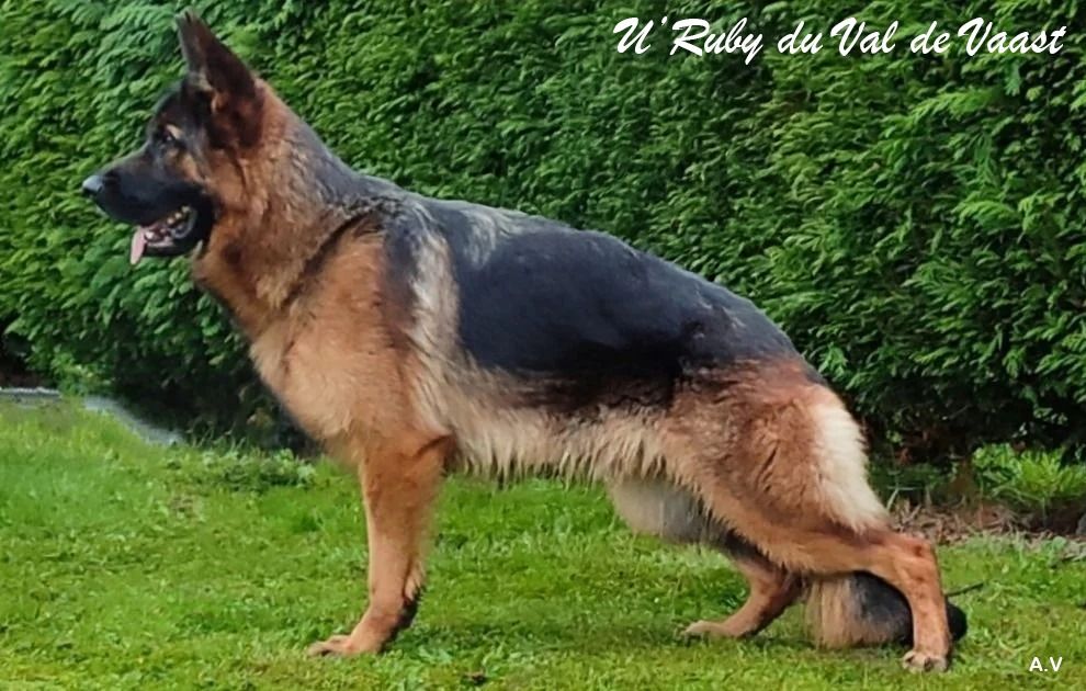 U'ruby Du Val De Vaast
