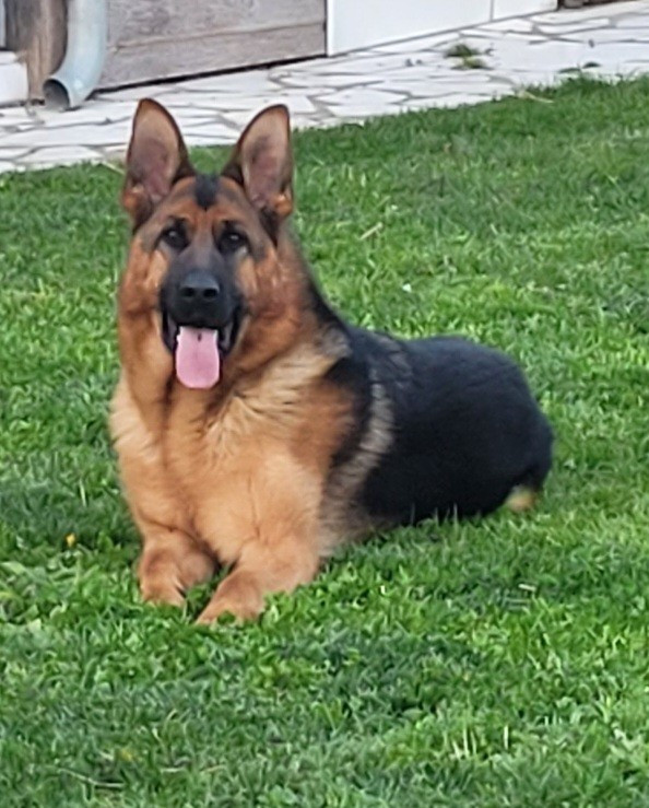 Jeune Femelle à vendre