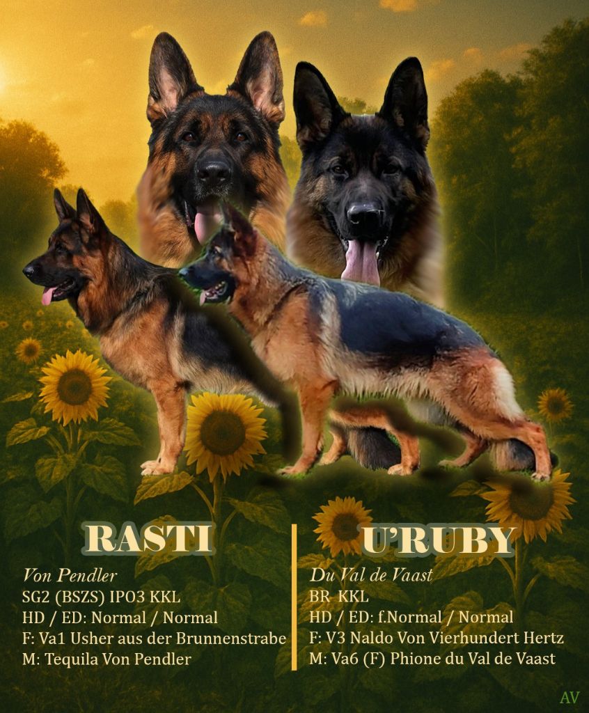 Du Val De Vaast - Chiots disponibles - Berger Allemand